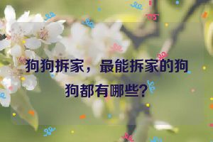 狗狗拆家，最能拆家的狗狗都有哪些？