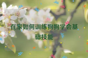 在家如何训练狗狗学会基础技能