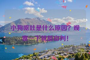 小狗呕吐是什么原因？观察一下就能自判！