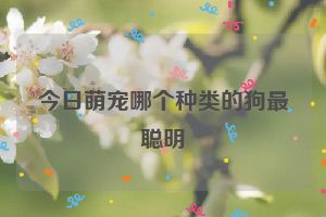 今日萌宠哪个种类的狗最聪明