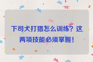 下司犬打猎怎么训练？这两项技能必须掌握！