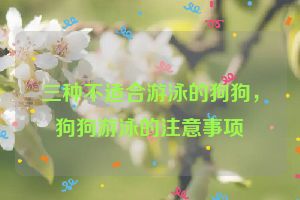 三种不适合游泳的狗狗，狗狗游泳的注意事项