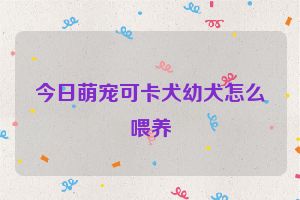 今日萌宠可卡犬幼犬怎么喂养