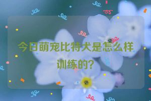 今日萌宠比特犬是怎么样训练的？