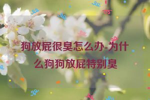 狗放屁很臭怎么办-为什么狗狗放屁特别臭