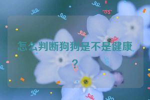 怎么判断狗狗是不是健康？