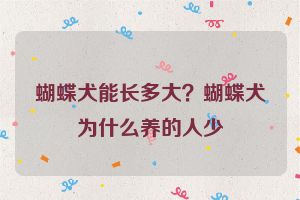 蝴蝶犬能长多大?蝴蝶犬为什么养的人少