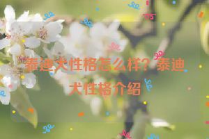 泰迪犬性格怎么样？泰迪犬性格介绍