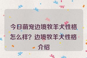 今日萌宠边境牧羊犬性格怎么样？边境牧羊犬性格介绍
