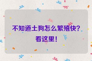 不知道土狗怎么繁殖快？看这里！