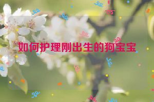 如何护理刚出生的狗宝宝