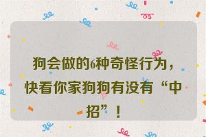 狗会做的6种奇怪行为，快看你家狗狗有没有“中招”！