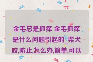 金毛总是抓痒 金毛抓痒是什么问题引起的_柴犬咬,防止,怎么办,简单,可以