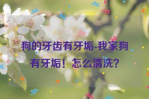 狗的牙齿有牙垢-我家狗有牙垢！怎么清洗？