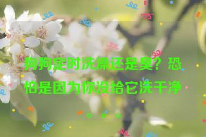 狗狗定时洗澡还是臭？恐怕是因为你没给它洗干净。。。