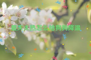 夏天太热怎么给狗狗降温
