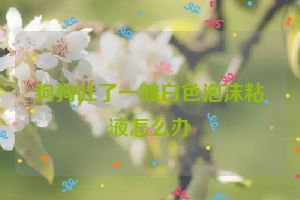 狗狗吐了一滩白色泡沫粘液怎么办