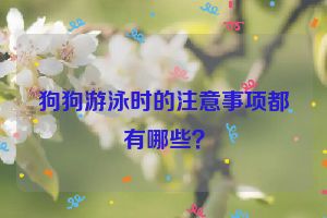 狗狗游泳时的注意事项都有哪些？