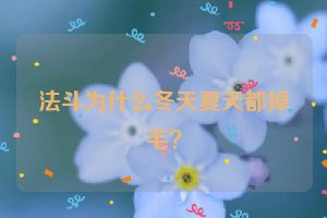 法斗为什么冬天夏天都掉毛？