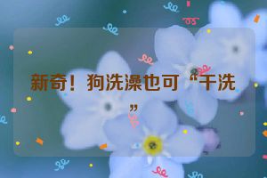 新奇！狗洗澡也可“干洗”