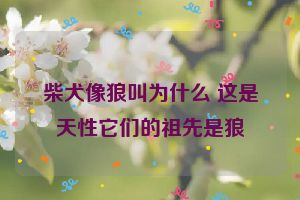 柴犬像狼叫为什么 这是天性它们的祖先是狼