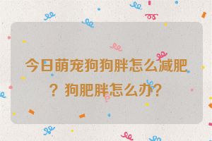 今日萌宠狗狗胖怎么减肥？狗肥胖怎么办？