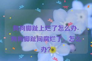 狗狗脚趾上烂了怎么办-狗狗脚趾间腐烂了，怎么办？