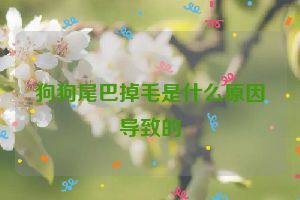 狗狗尾巴掉毛是什么原因导致的