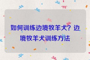 如何训练边境牧羊犬？边境牧羊犬训练方法