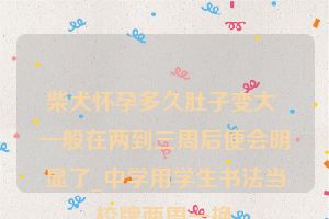 柴犬怀孕多久肚子变大 一般在两到三周后便会明显了_中学用学生书法当校牌两周一换