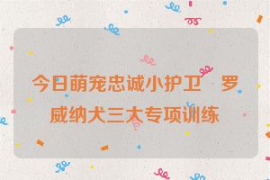 今日萌宠忠诚小护卫　罗威纳犬三大专项训练