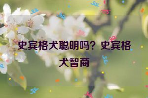 史宾格犬聪明吗？史宾格犬智商