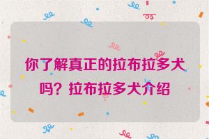 你了解真正的拉布拉多犬吗？拉布拉多犬介绍