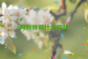 狗狗骨裂什么症状