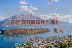 只吃肉的狗是什么品种-肉食狗是什么品种,如何饲养?