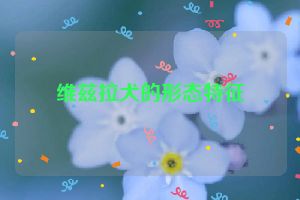 维兹拉犬的形态特征