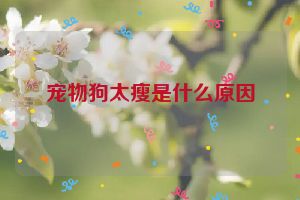 宠物狗太瘦是什么原因