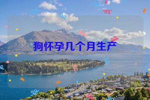 狗怀孕几个月生产