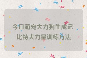 今日萌宠大力狗生成记 比特犬力量训练方法