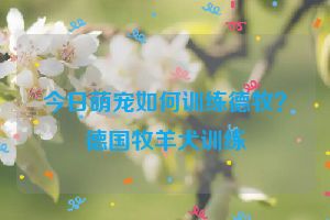 今日萌宠如何训练德牧？德国牧羊犬训练