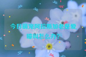 今日萌宠阿拉斯加老是爱嚎叫怎么办？