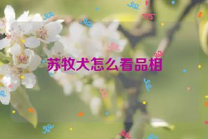 苏牧犬怎么看品相