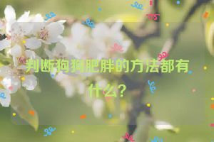 判断狗狗肥胖的方法都有什么？