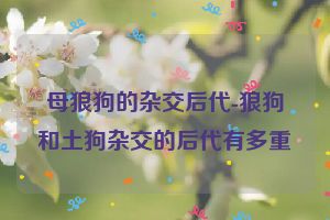 母狼狗的杂交后代-狼狗和土狗杂交的后代有多重