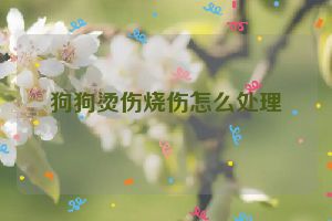 狗狗烫伤烧伤怎么处理