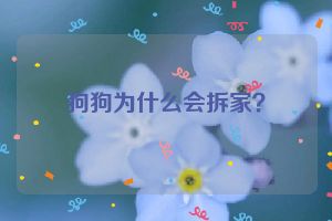 狗狗为什么会拆家？