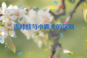 吉娃娃与小鹿犬的区别