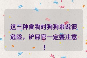 这三种食物对狗狗来说很危险，铲屎官一定要注意！