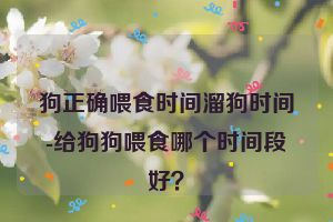 狗正确喂食时间溜狗时间-给狗狗喂食哪个时间段好？