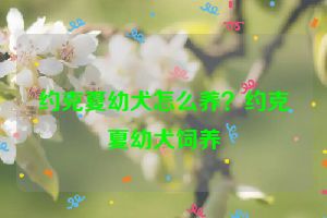 约克夏幼犬怎么养？约克夏幼犬饲养